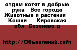 отдам котят в добрые руки - Все города Животные и растения » Кошки   . Кировская обл.,Сезенево д.